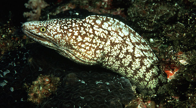 Gymnothorax kidako